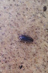 Close-up of insect on white surface