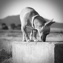 Close-up of horse standing outdoors