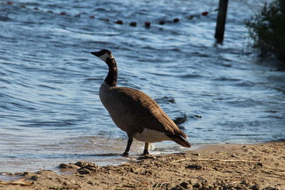 Side view of a bird on beach