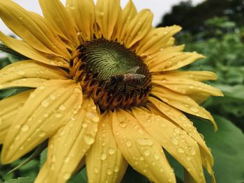 Close-up of wet yellow flower