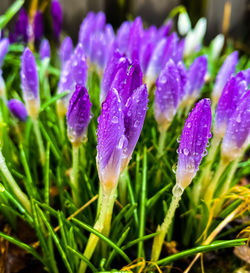 Close-up of wet purple crocus flowers on field