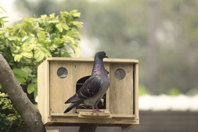 Close-up of pigeon perching on wood