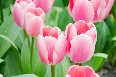 Close-up of pink tulips