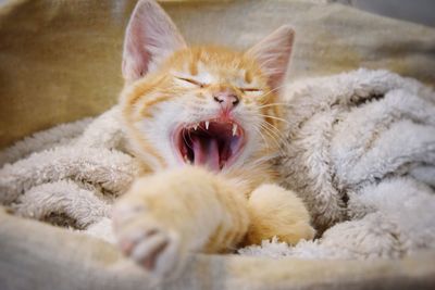 Close-up of cat yawning