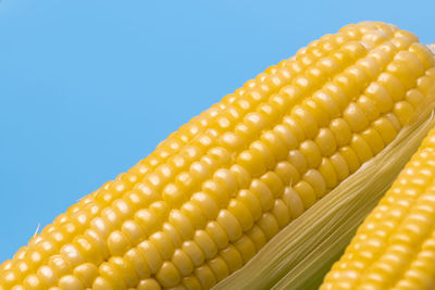 Close-up of sweetcorns against blue background
