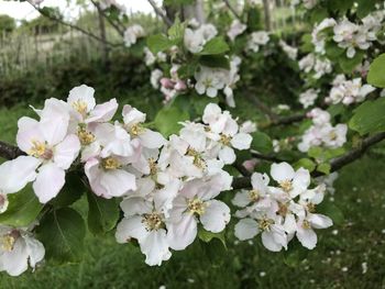 Close-up of white cherry blossoms