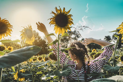 Woman standing amidst blooming sunflowers