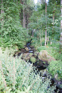 Stream flowing amidst trees in forest