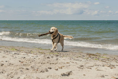 Dog on beach against sky