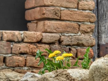 Close-up of lizard on brick wall