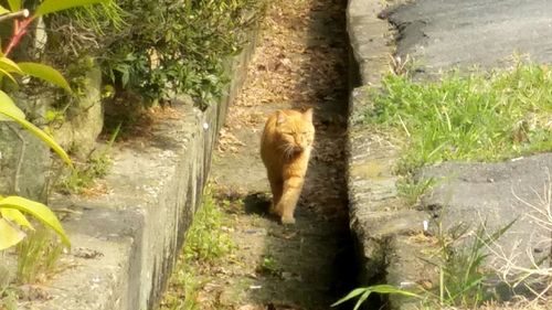 High angle view of cat in water