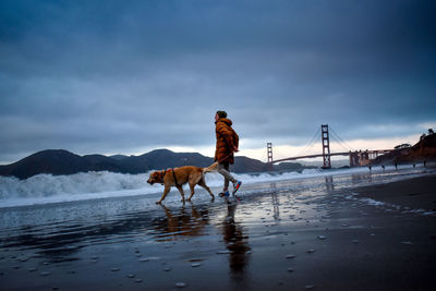 View of a dog on beach