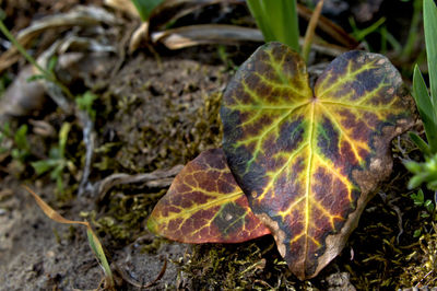 Close-up of lizard on plant