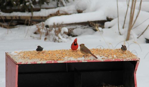 Close-up of bird perching on snow