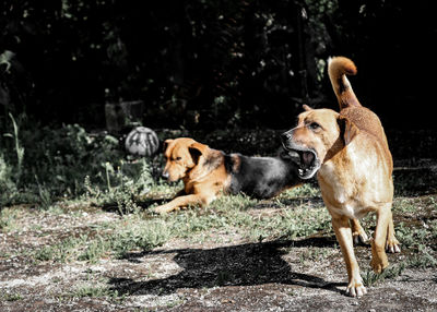 View of a dog on field