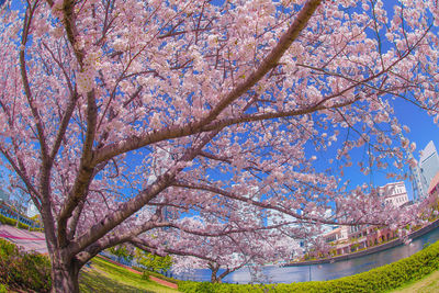 Low angle view of cherry blossom tree against sky