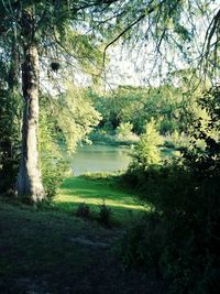 Scenic view of trees in forest