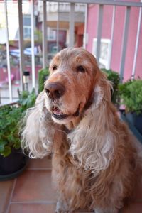 Close-up of a dog looking away