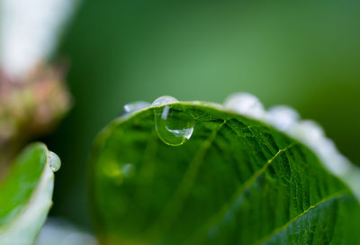 Close-up of water drops on leaf