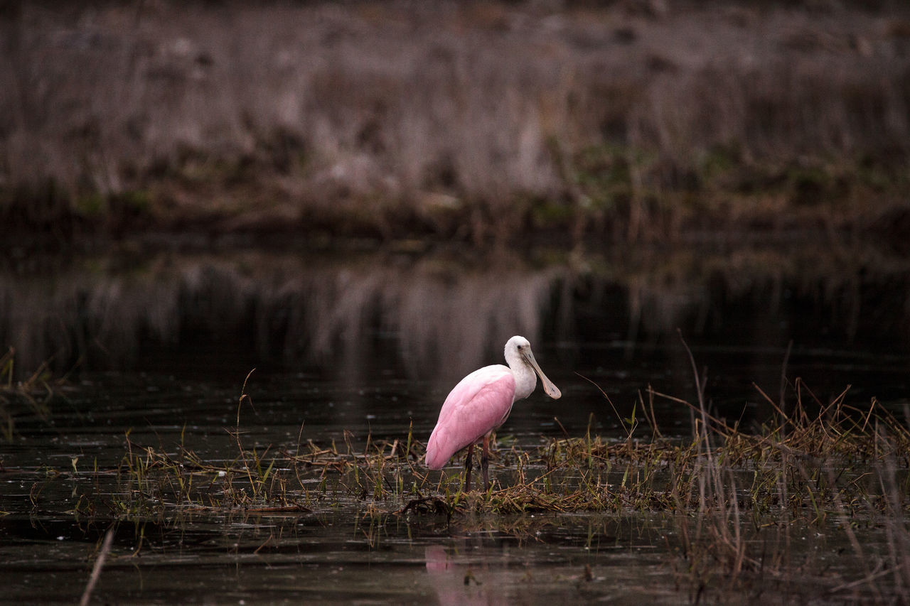 CLOSE-UP OF BIRD ON PINK LAKE