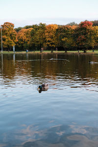 View of ducks swimming in lake