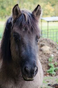 Close-up portrait of horse