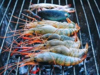 Close-up of crab