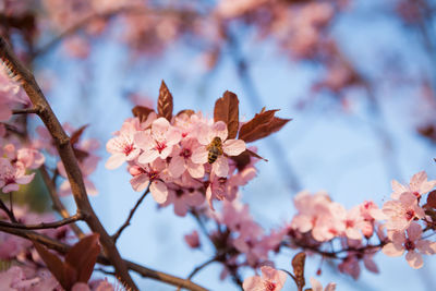 Low angle view of pink cherry blossoms