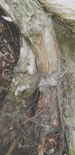 Close-up of roots on tree trunk