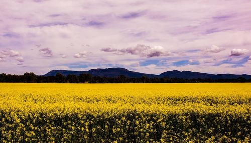 Scenic view of oilseed rape field against dramatic sky