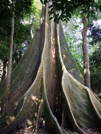 Low angle view of trees in forest