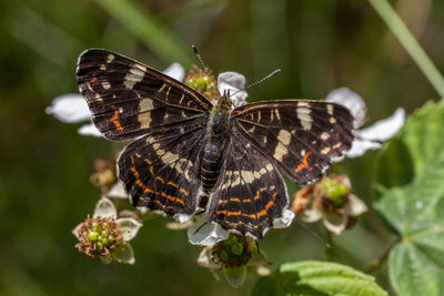 Close-up of butterfly pollinating on flower