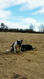 Dog on floor against sky