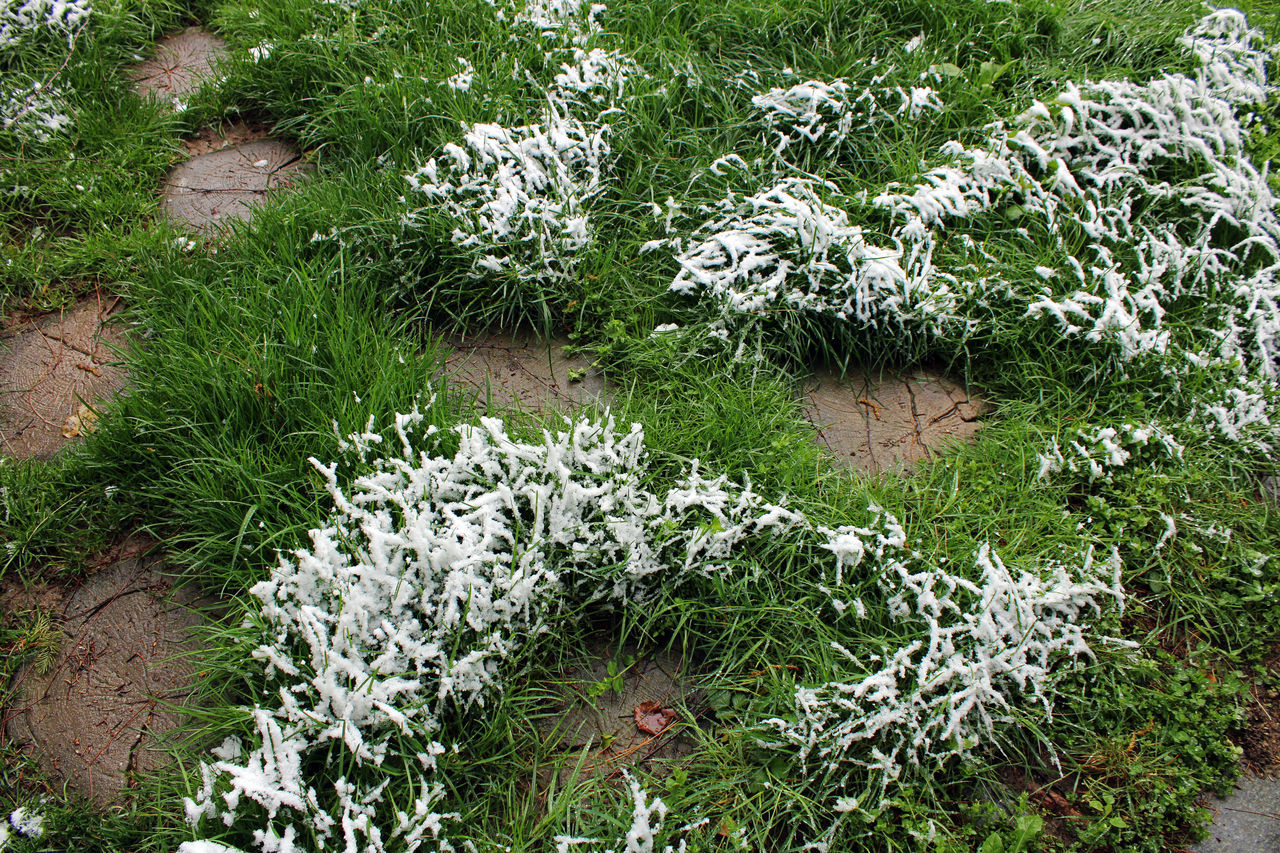 HIGH ANGLE VIEW OF FLOWERING PLANTS GROWING IN GARDEN