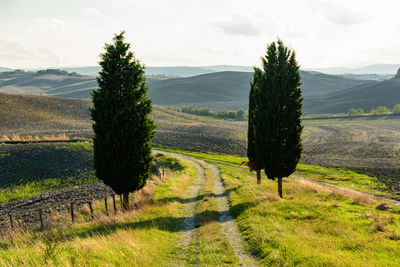 Footpath amidst grassy field by trees against sky