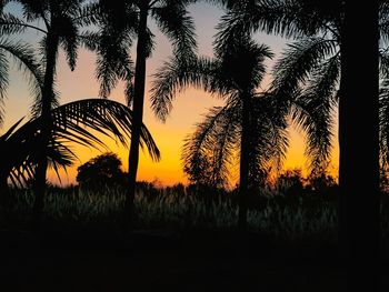 Silhouette trees on field against sky during sunset