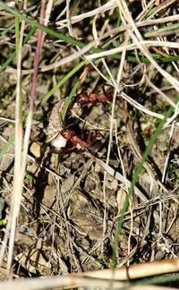 Close-up of insect on plant