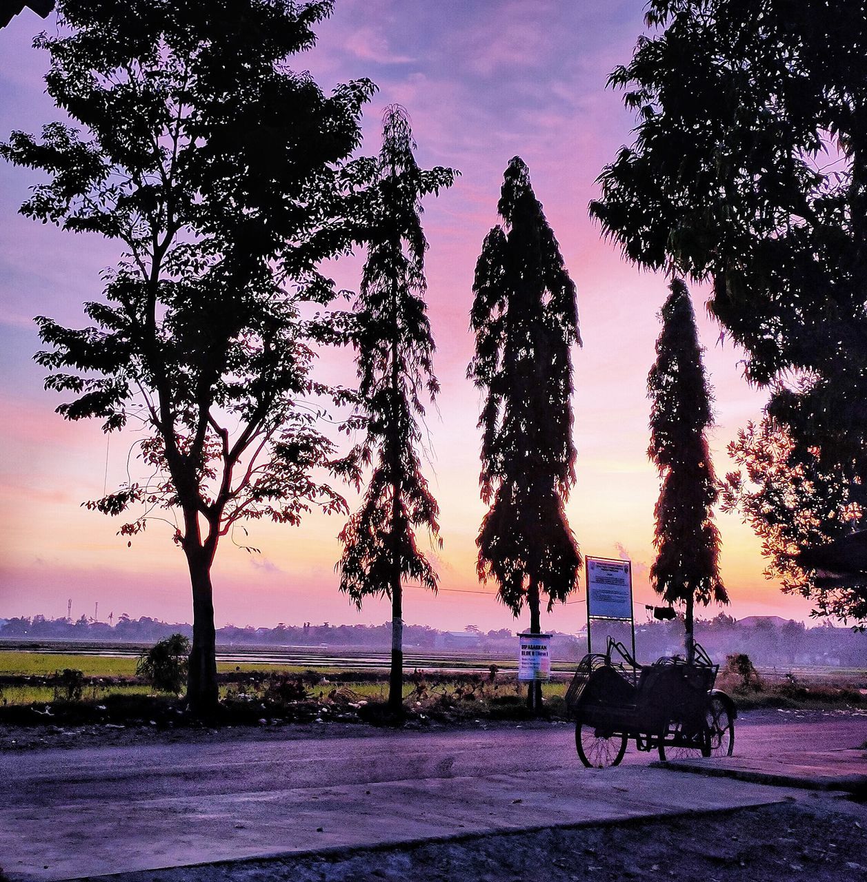 tree, plant, sky, sunset, evening, nature, transportation, dusk, silhouette, beauty in nature, bicycle, water, scenics - nature, land, cloud, tranquility, mode of transportation, outdoors, beach, landscape, no people, mammal, animal, tranquil scene, environment, land vehicle, sea, animal themes, travel, travel destinations