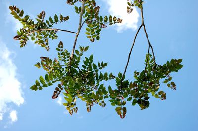 Low angle view of tree against blue sky