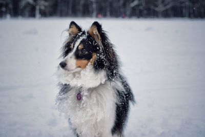 Close-up of dog on snow