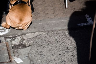 Low section of man walking on street