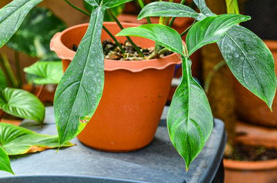 Philodendron bette waterbury in garden