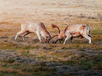 Deer standing on field