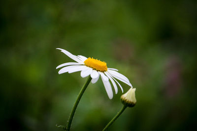 Close-up of white daisy flower