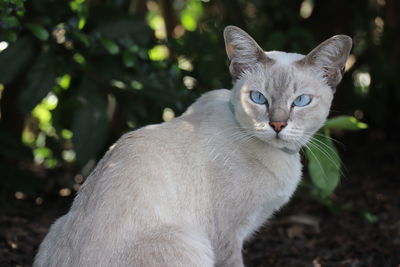 Close-up portrait of white cat outdoors