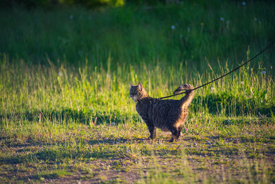 Cat standing on grass