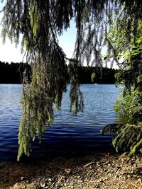 Scenic view of lake in forest against sky