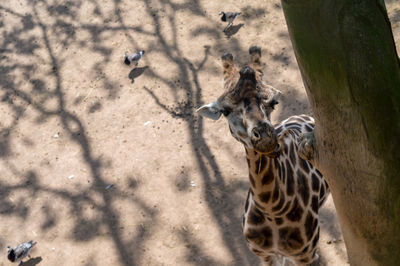 High angle view of giraffe