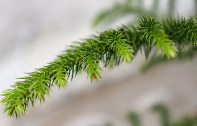 Close-up of pine tree