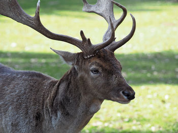 Close-up of deer on field